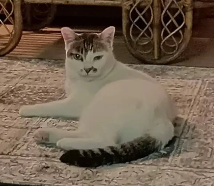 cat minu of Taslima Nasrin